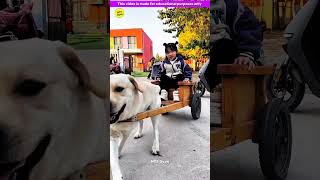 Smart genius pet dog 🐶😍 part3  Smart Appliances Kitchen Utensils Home Inventions MTS Gyan [upl. by Enetsirhc726]