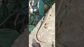 Takydromus tachydromoides animals lizard nature snake reptiles viralvideo shorts [upl. by Bowlds]