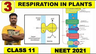 RESPIRATION IN PLANTS Class 11  Part 3  ETS  Oxidative Phosphorylation  CBSC  NEET  NCERT [upl. by Nihi]