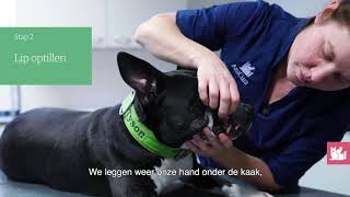 Instructie hoe poets je de tanden van de hond [upl. by Bolme982]