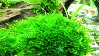 мох кристмас Christmas Moss quotVesicularia montagneiquot [upl. by Archibold364]