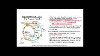 Angiosperm and Gymnosperm Life Cycles [upl. by Enimajneb]