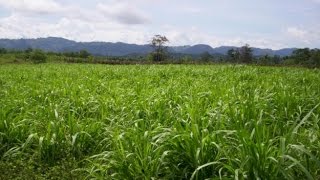 Características del Ensilaje de Maiz y Pasto Tifton 85  TvAgro por Juan Gonzalo Angel [upl. by Dixon727]