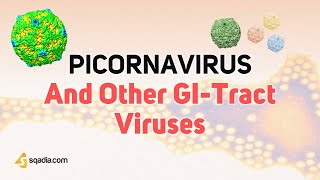 Picornavirus Microbiology  Enterovirus Rhinovirus Aphthovirus and Cardiovirus Virology [upl. by Simson]