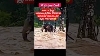 காட்டாற்று வெள்ளத்தில் சிக்கிய யானை தப்பியதா இல்லையா elephant forest river fighting nature yt [upl. by Anirdnaxela]