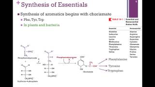 137Synthesis of Essential Amino Acids [upl. by Eleik418]