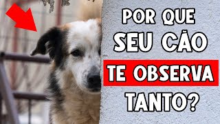 Por que seu cachorro NÃO TIRA OS OLHOS DE VOCÊ 👀 9 Motivos [upl. by Annahsar]