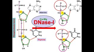 DNase I Intro [upl. by Kimberly]