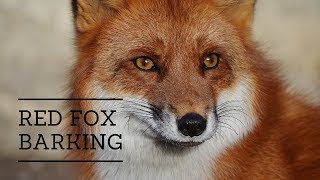 The Sound of a Fox Barking [upl. by Razaile881]