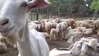 How to Make Pecorino Cheese featuring actual sheep amp goats [upl. by Imoyik]