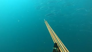 Spearfishing Headshot Rabitech Stealth X [upl. by Imit67]