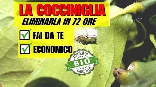 INSETTICIDA PER ELIMINARE LA COCCINIGLIA [upl. by Nelad]