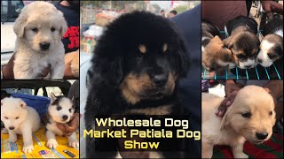 Wholesale Dog Market  Patiala Dog Show 23 Feb 2020 Part 2 [upl. by Nnayrb]