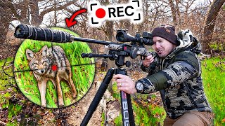 My First Ever Coyote Hunting Tournament  Scope Cam [upl. by Giza546]