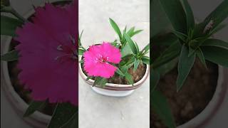 🪴🪴Dianthus ke plant ko kaise lagai 🥀🥀dianthusflower gardening viralvideos trail ytshorts 🌲🌲 [upl. by Eirrak]