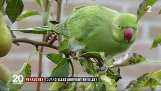 Perruches  Quand elles arrivent en ville  JT du lundi 27 mars 2018 [upl. by Ennazzus]