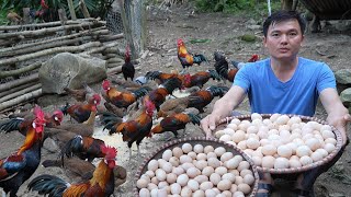 Selling wild chicken eggs Robert  Green forest life [upl. by Lapham]