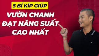 5 bí kíp giúp cây chanh đạt năng suất cao nhất từ chuyên gia nông nghiệp [upl. by Jemima]