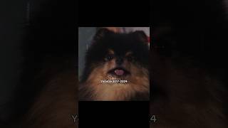 Those ocean eyes are closed now rip Yeontan 🥺🐾 [upl. by Joab]