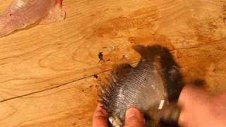 How to filet or clean sunfish sun fish sunnies and crappies [upl. by Rosenberg]