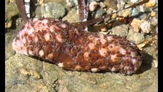 Holothuroidea Sea cucumber from Greece 2 [upl. by Biagi]