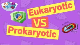 Difference Between Prokaryotic and Eukaryotic Cells [upl. by Lindeberg]