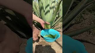 TOP 10 AMAZING BEAUTY HACKS WITH ALOE VERA  109 [upl. by Themis858]