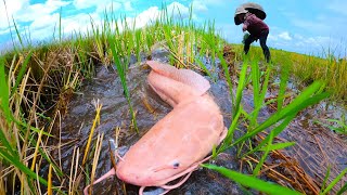 Awesome Fishing a smart fisherman catch a lots of Redfish amp catfish at rice field by hand [upl. by Rebmaed526]