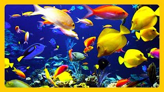 🎧 Stunning Aquarium amp The Best Relaxing Music  SLEEP MUSIC  HD 1080P [upl. by Ardekahs]