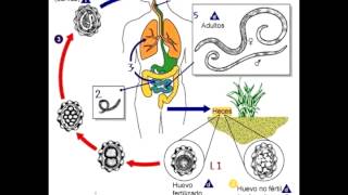 Micro Biologia NEMATODES  Generalidades y Ciclos [upl. by Vories]