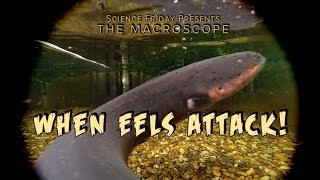 When Eels Attack [upl. by Justinian175]