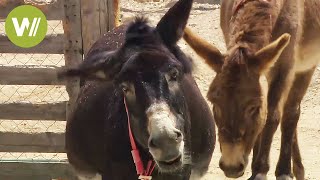 Smart Donkeys  Formerly an indispensable working animal animal documentary in HD [upl. by Ardnohs]