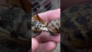 The Unusual Way Snails Mate homestead garden [upl. by Leclair]