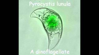 Bioluminesence  Pyrocystis lunula [upl. by Bride]