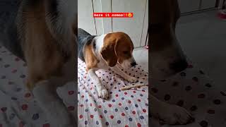 Beagle puppy play time slowmo  jump pets cutedog puppy beagle youtubeshorts youtubevideo [upl. by Archibaldo]