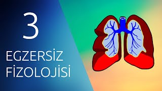 EGZERSİZ FİZYOLOJİSİ 3 Solunum ve Egzersiz [upl. by Bonita445]