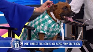 Meet Pikelet The Rescue Dog Saved From Death Row  Studio 10 [upl. by Lleraj824]