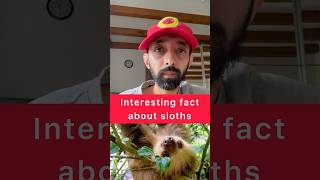 Amazing Fact about sloths funfacts didyouknow animals [upl. by Annairt896]