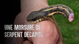 Survivre à une morsure mortelle de serpent décapité [upl. by Aicak]