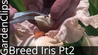 Iris Genetics and Hybridizing with Dr Kenneth Kidd  Part 2  Breeding Iris How Its Done [upl. by Martz290]