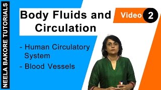 Body Fluids and Circulation  NEET  Human Circulatory System  Blood Vessels  Neela Bakore [upl. by Sheree]