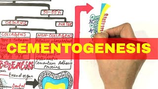 Cementogenesis  Cementum Composition Types amp Formation [upl. by Ahsiem224]