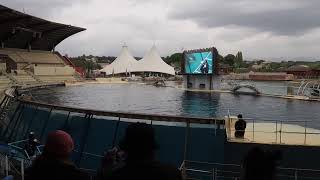 Orca Show Marineland Antibes 30102023 [upl. by Osbourne]