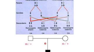 Hérédité autosomique récissive partie 1 [upl. by Goodkin]