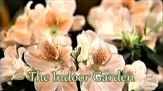 How to Grow an Azalea Indoors [upl. by Fey350]