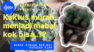 Cara membuat kaktus murah menjadi mahal  Gymnoclycium damsii [upl. by Puff120]