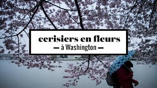 2 minutes de cerisiers du japon en fleurs à Washington en timelapse [upl. by Deloria]