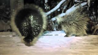 When Porcupines Fight [upl. by Bailie]