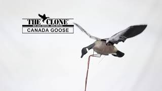 The Clone Canada Goose [upl. by Jeri628]