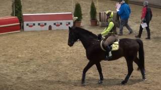 Trakehner Winter CC Trophy 2017 in Fehraltorf [upl. by Ajax284]